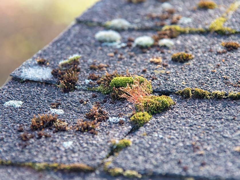 Their Biggest Differences