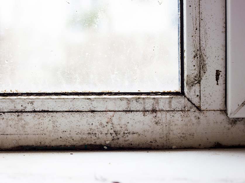 Address Mold Growth
